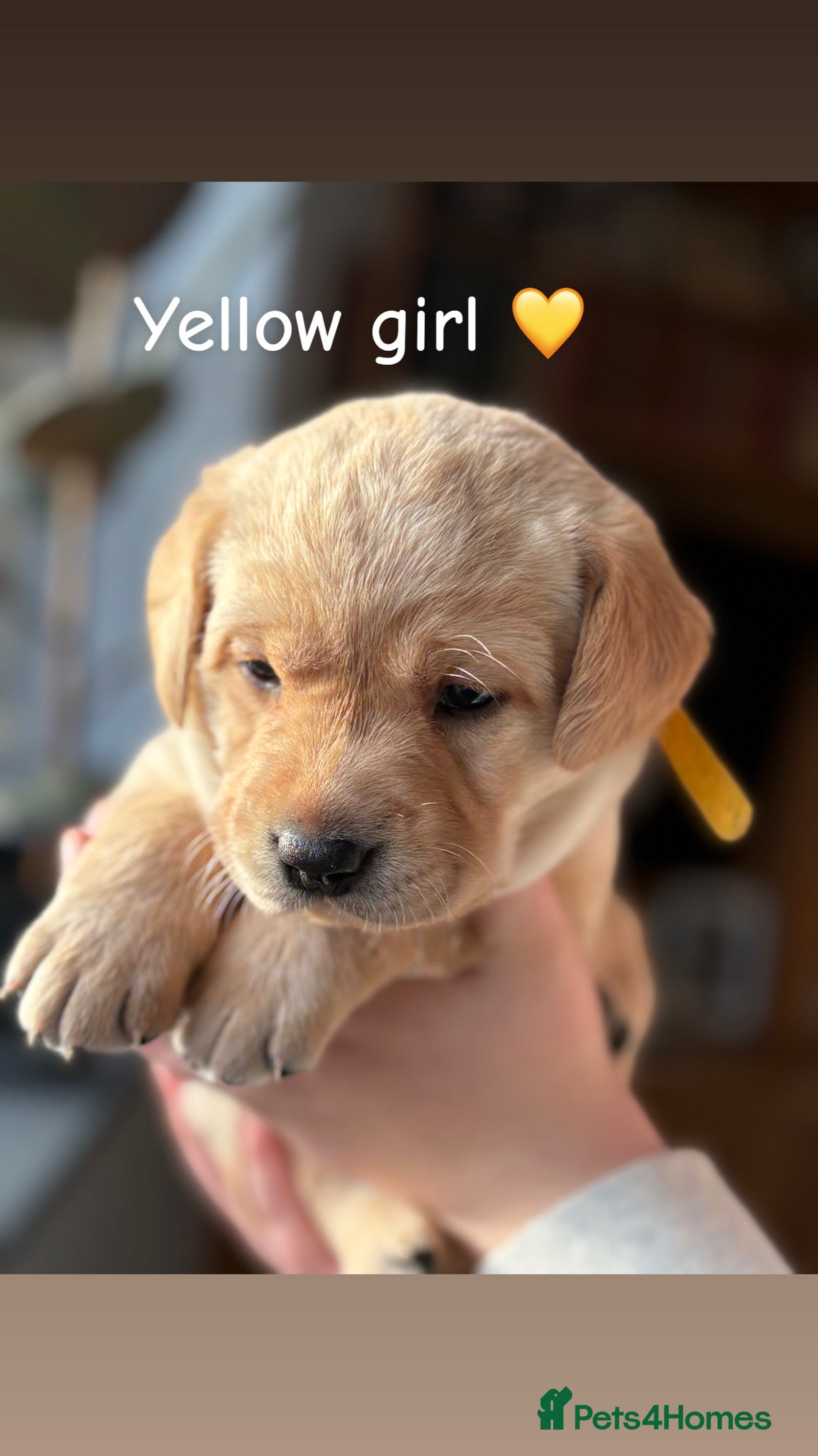 Labrador Retriever dogs Chunky Labrador puppies  - Advert 7