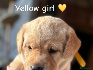 Labrador Retriever dogs Chunky Labrador puppies - Advert 5