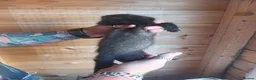 Ferret rodents for sale: Rescue Kits for sale - Advert 14