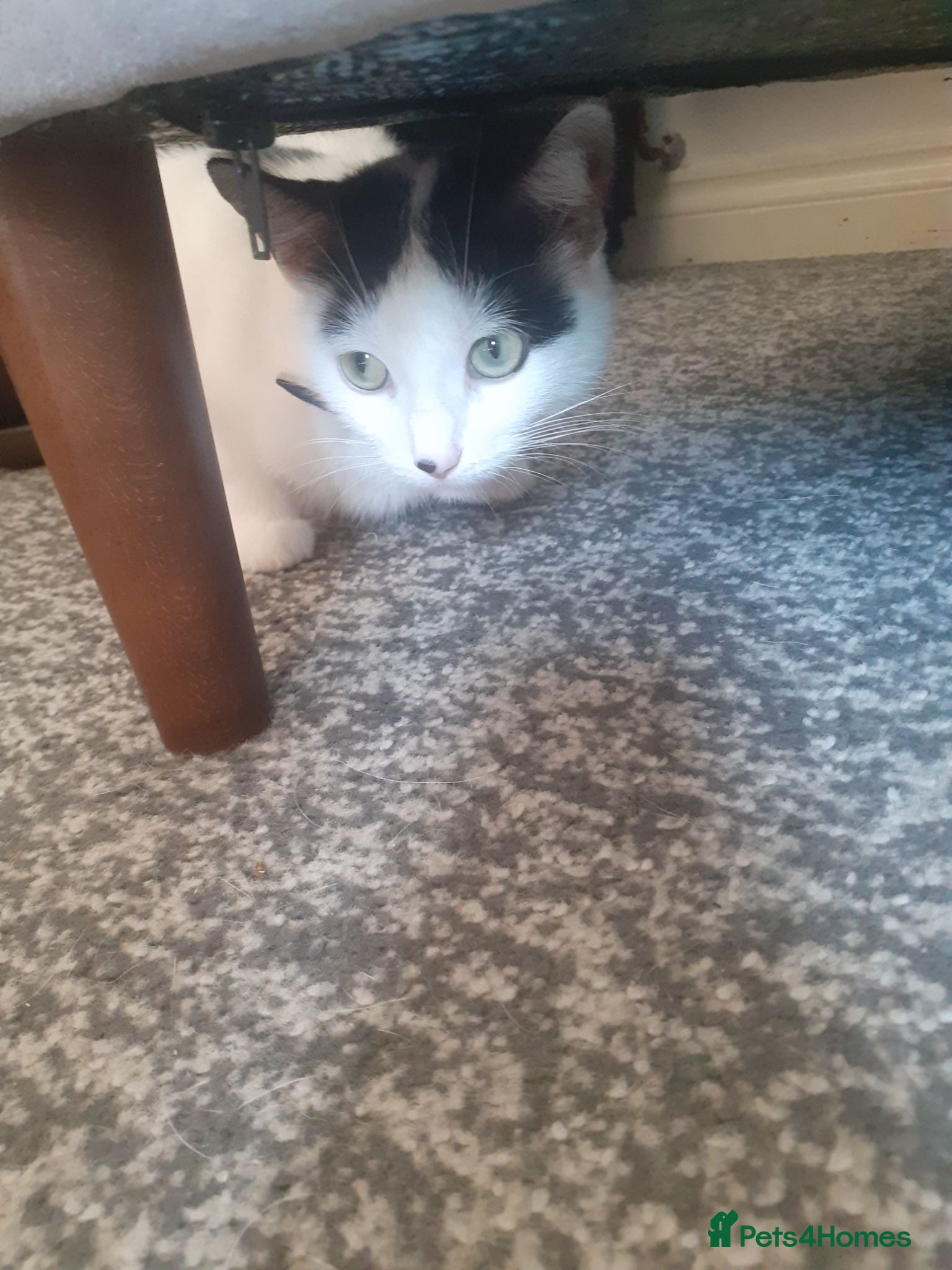 Mixed Breed cats 2 grey and 1 black and white kittens - Advert 2