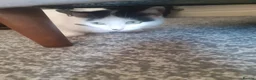 Mixed Breed cats for sale: 2 grey and 1 black and white kittens - Advert 1
