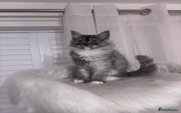 Perdoll cats for sale: Perdoll  - Image 1