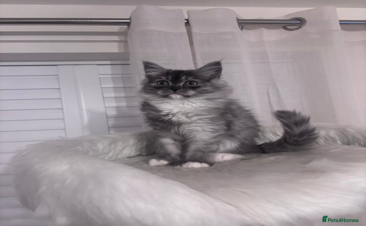 Perdoll cats - Advert 16