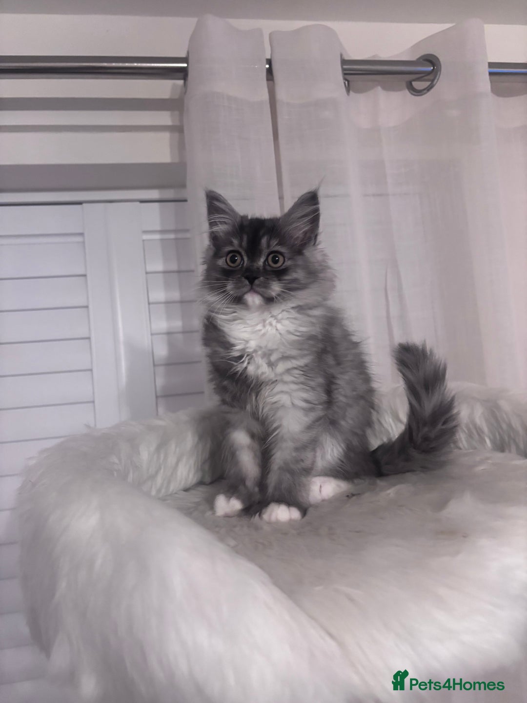 Perdoll cats for sale: Perdoll  - Image 1