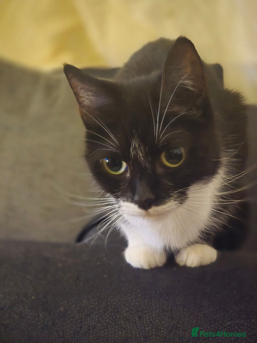 Manx cats for sale: Brothers - Advert 6