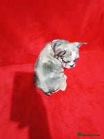 French Bulldog dogs French bulldog - Advert 3