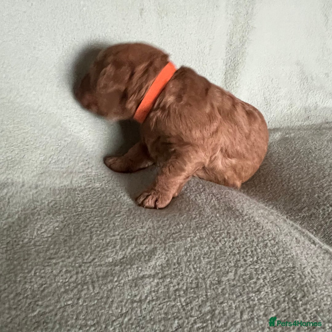 Australian Labradoodle dogs for sale: Fib Labradoodle puppies - Advert 17