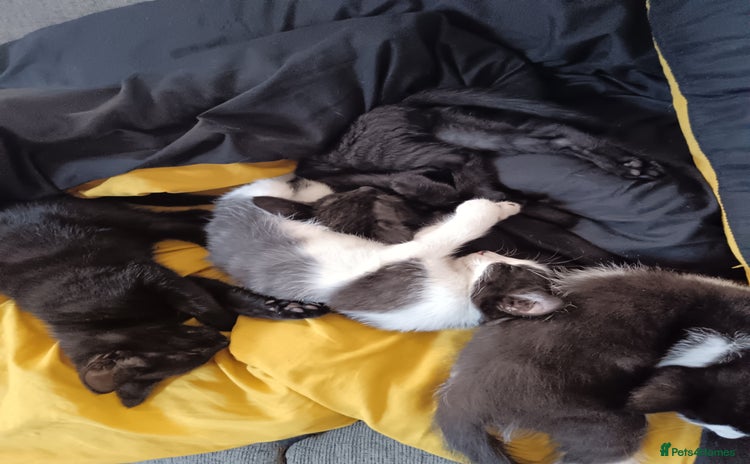 Mixed Breed cats - Advert 15