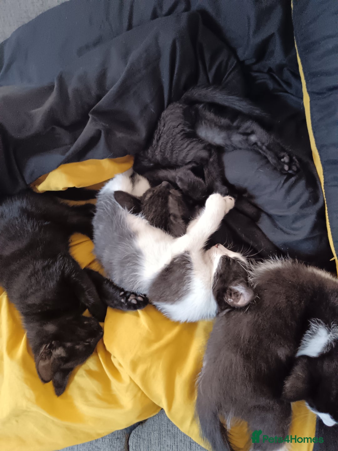 Mixed Breed cats for sale: Kittens - Image 1