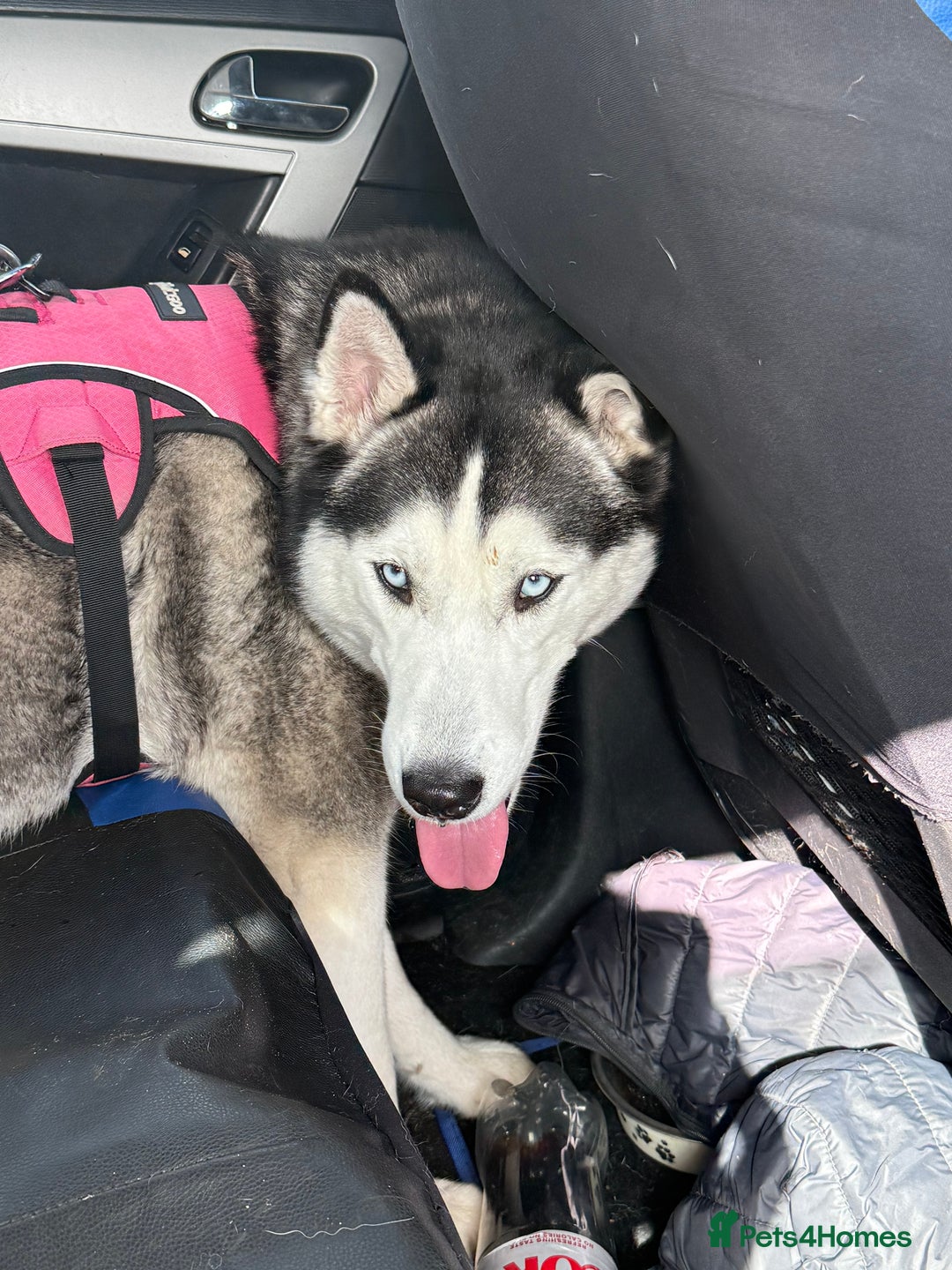 Siberian Husky dogs for sale: 5 Siberian husky puppies.  - Advert 5