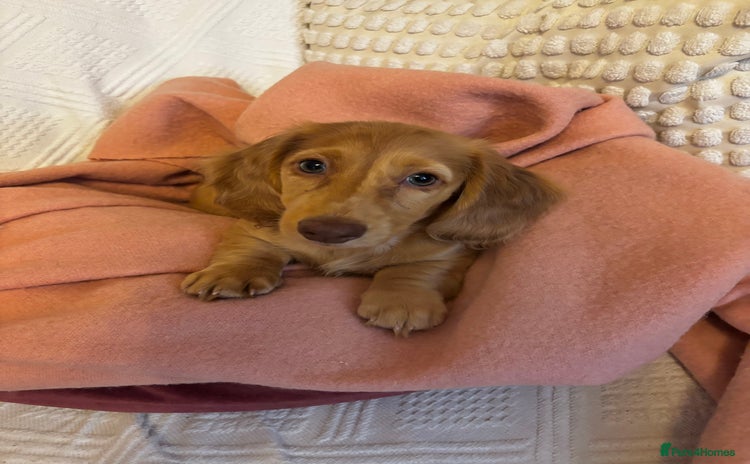Miniature Dachshund dogs - Advert 1