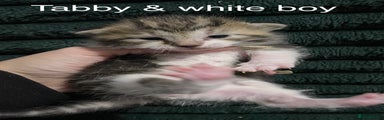 Tabby and white boy 