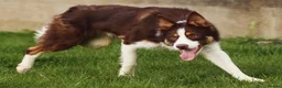 Border Collie dogs for sale: ISDS/KC Border Collie puppies for sale  in Saint Austell - Advert 5