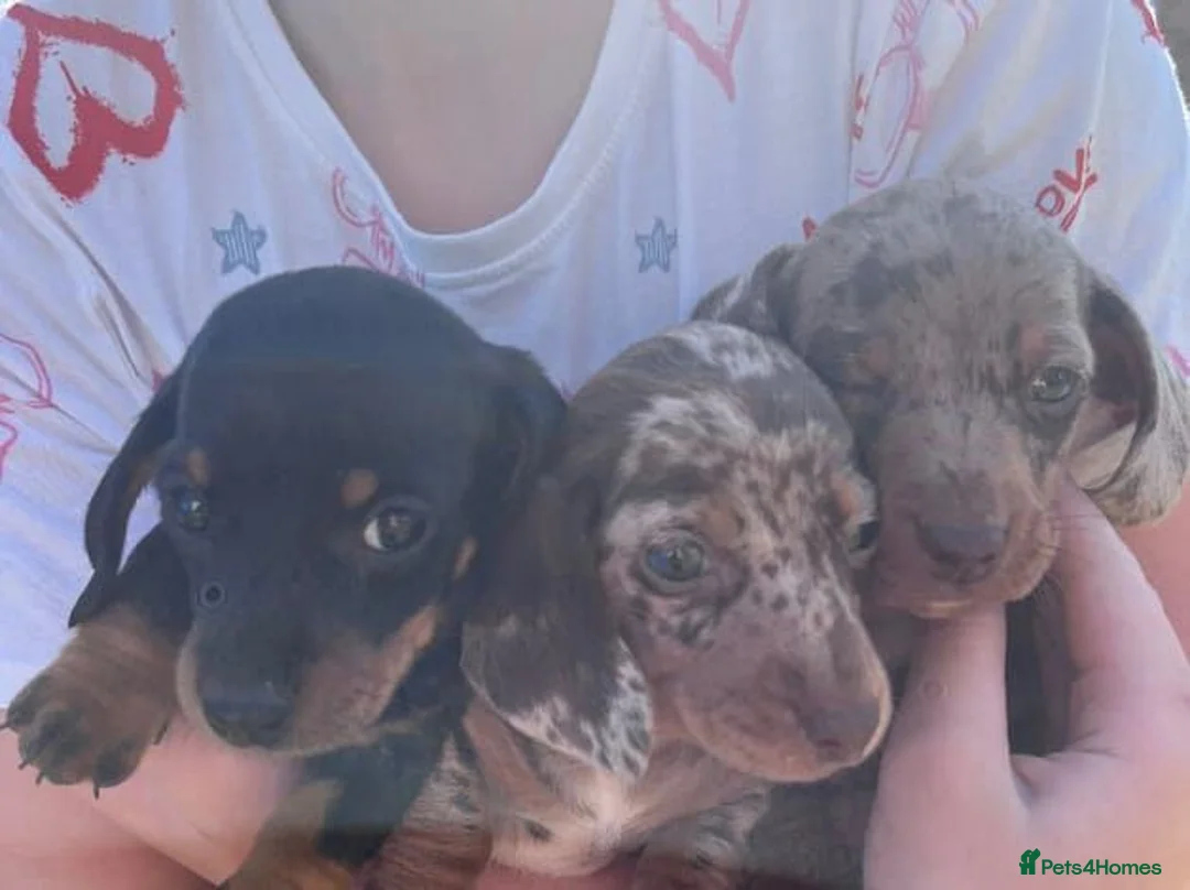 Miniature Dachshund dogs for sale: Adorable Miniature Dachshund Puppies - Advert 6