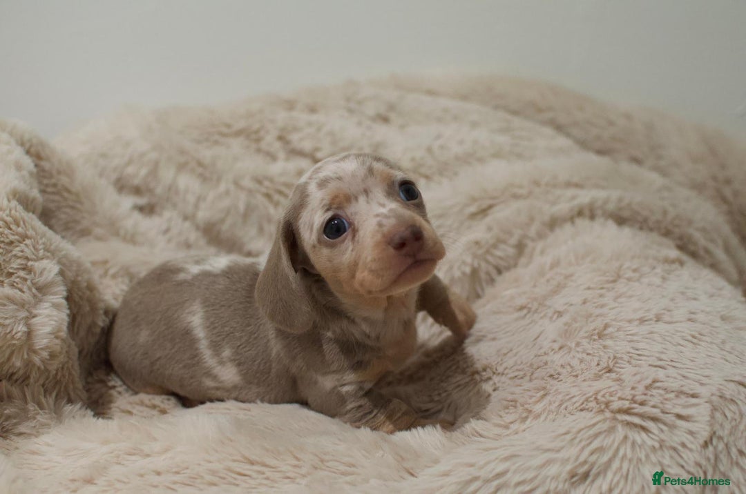 Miniature Dachshund dogs for sale: 𝐈𝐬𝐚𝐛𝐞𝐥𝐥𝐚 𝐝𝐚𝐩𝐩𝐥𝐞 𝐛𝐨𝐲🩵 - Advert 8