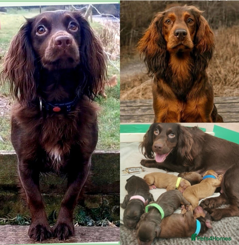 Cocker Spaniel dogs FTCH Pedigree Working Cocker Spaniels  - Advert 1