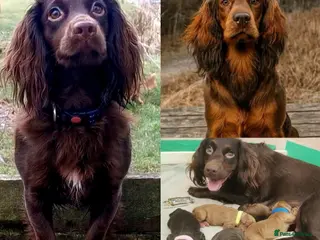Cocker Spaniel dogs FTCH Pedigree Working Cocker Spaniels - Advert 1