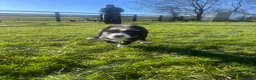 Border Collie dogs for sale: Gorgeous Border collie puppy for sale  - Advert 5