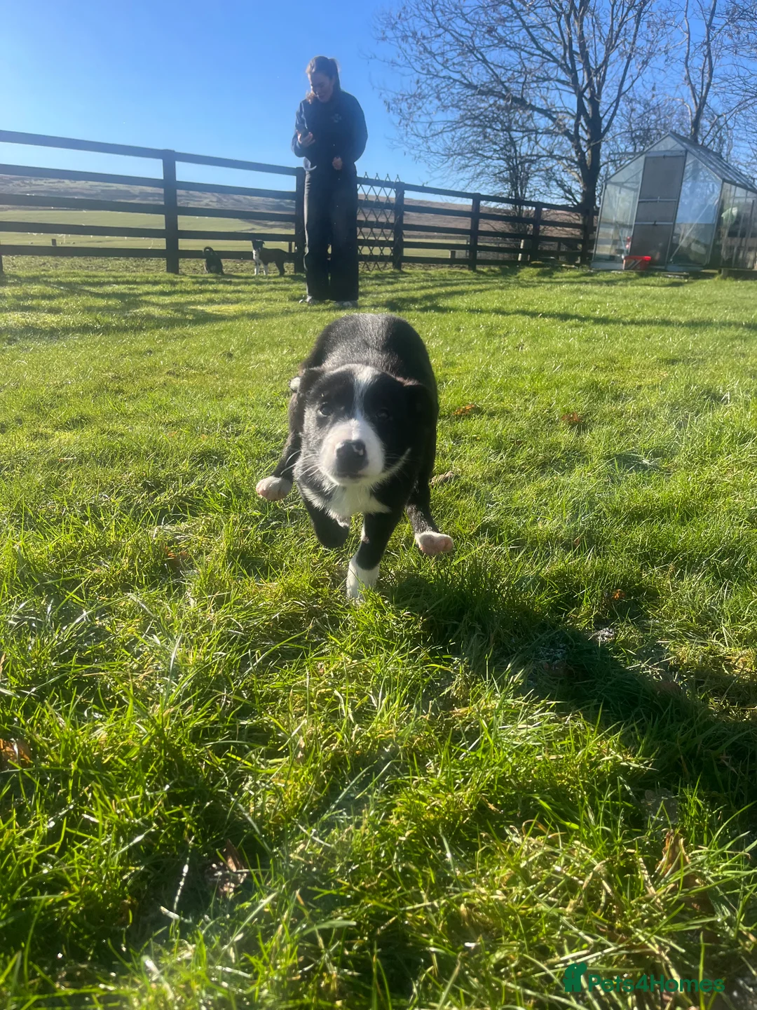Border Collie dogs for sale: Gorgeous Border collie puppy for sale  - Advert 5