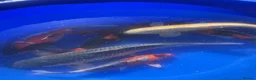 Koi Carp fish for sale: Koi Carp Reducing Sock  in Norwich - Advert 7