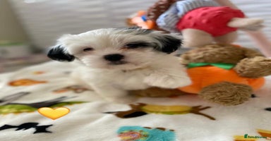 Malshi dogs - Advert 15