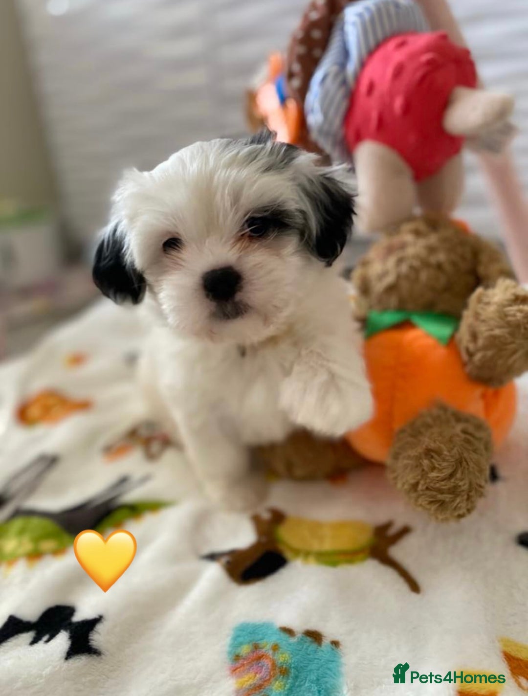 Malshi dogs for sale: Only 4 fantastic Malshi’s left - Image 1