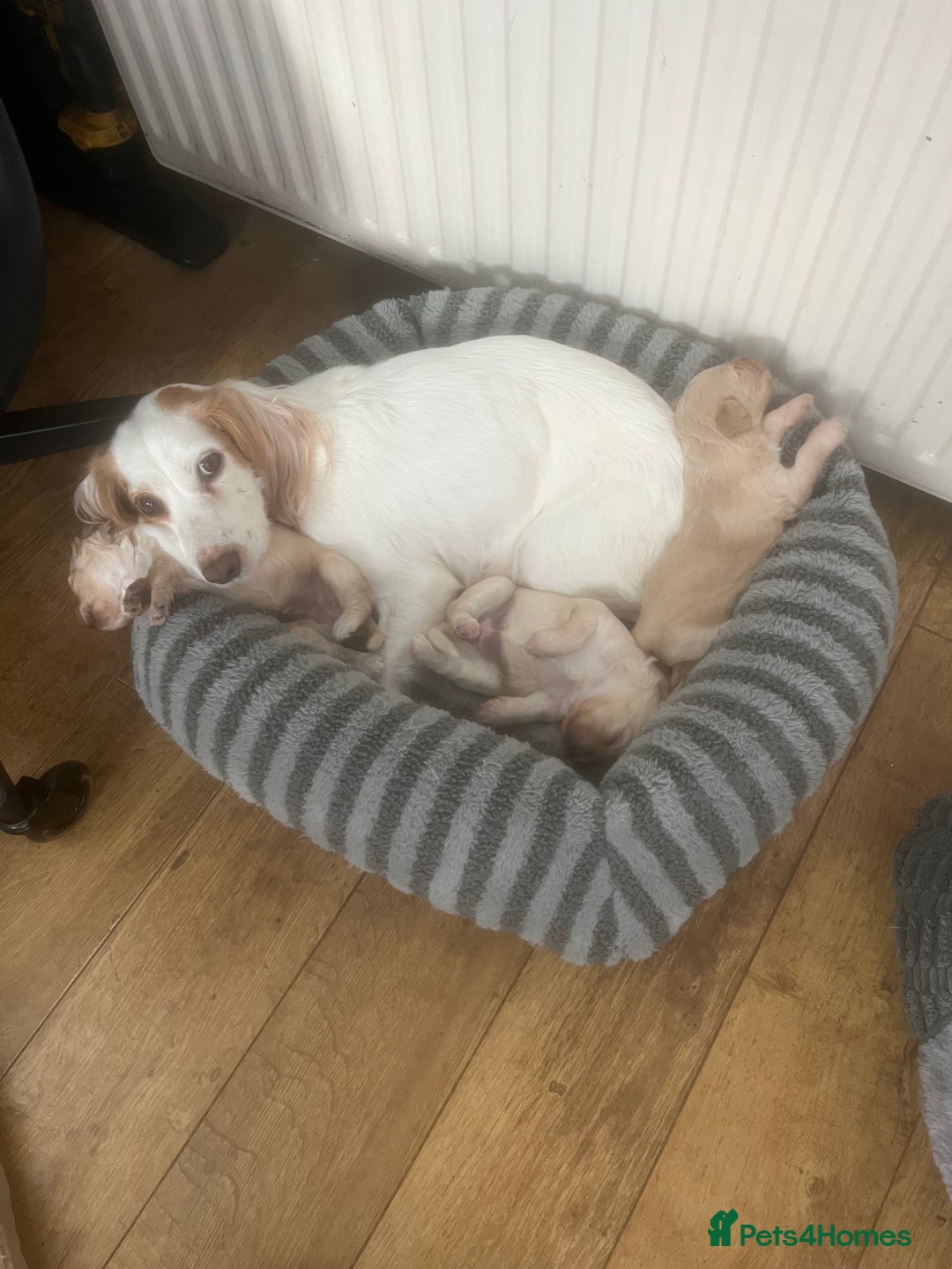 Cockapoo dogs for sale: F1 Cockerpoos - Advert 11