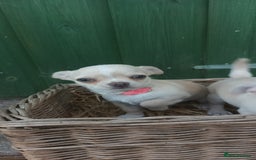 Chihuahua dogs for sale: CHIAHUAHUA PUPPYS - Image 12