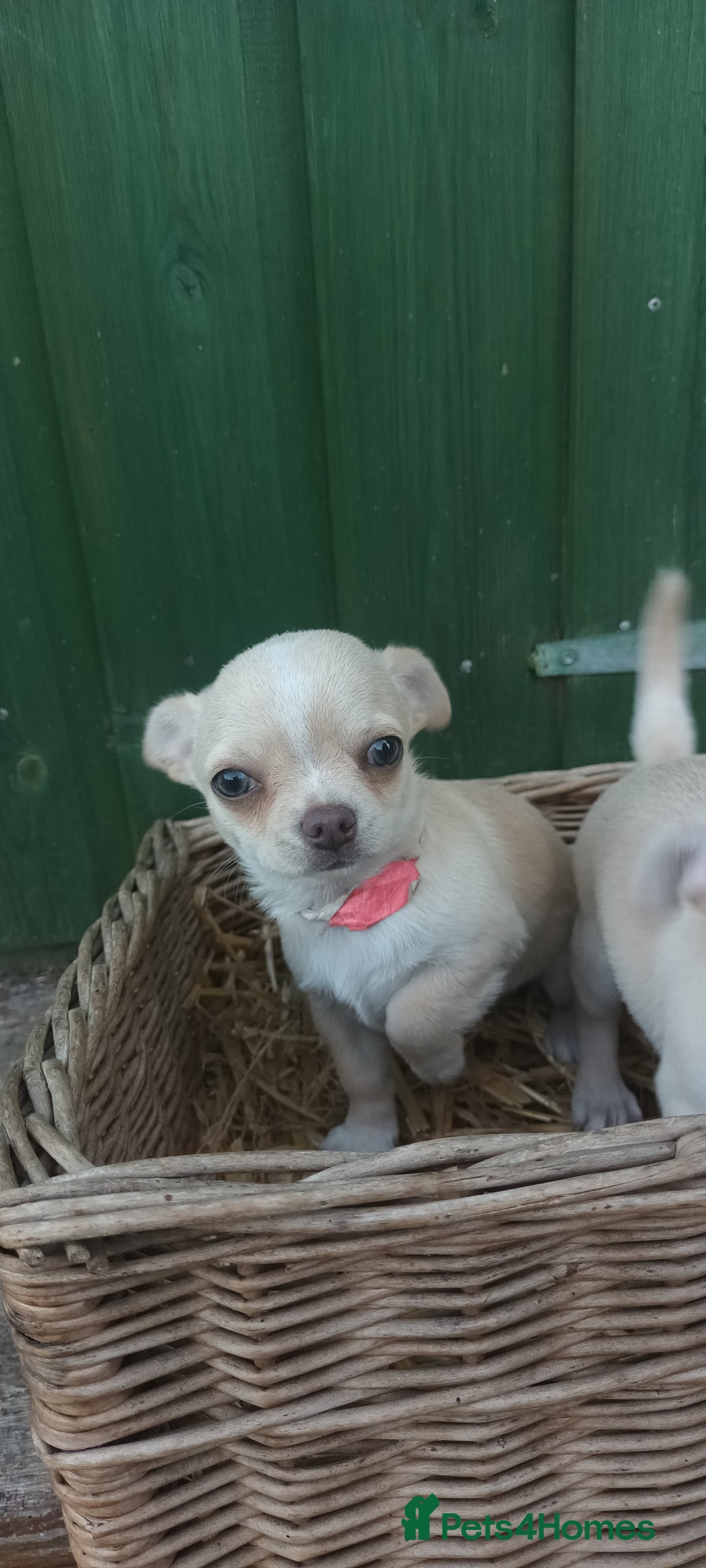 Chihuahua dogs for sale: CHIAHUAHUA PUPPYS - Image 12