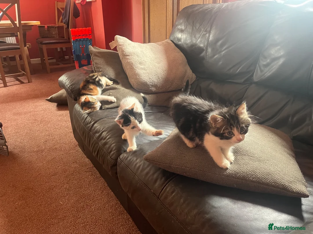Mixed Breed cats for sale: 4 kittens looking for their forever homes  - Advert 2