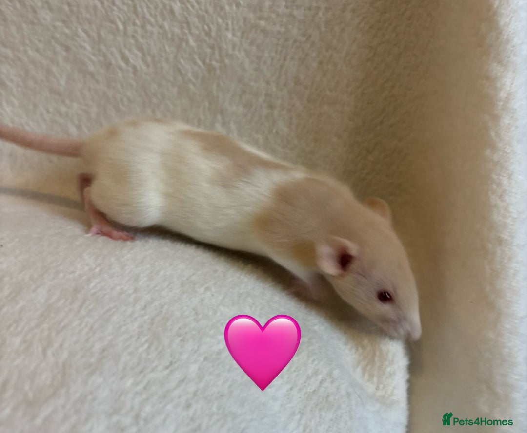 Rat rodents for sale: Baby Dumbo rats for sale - Advert 12