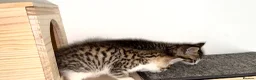 Mixed Breed cats for sale: 🐾 Bengal Cross Kittens – Ready Soon! 🐾 - Advert 10