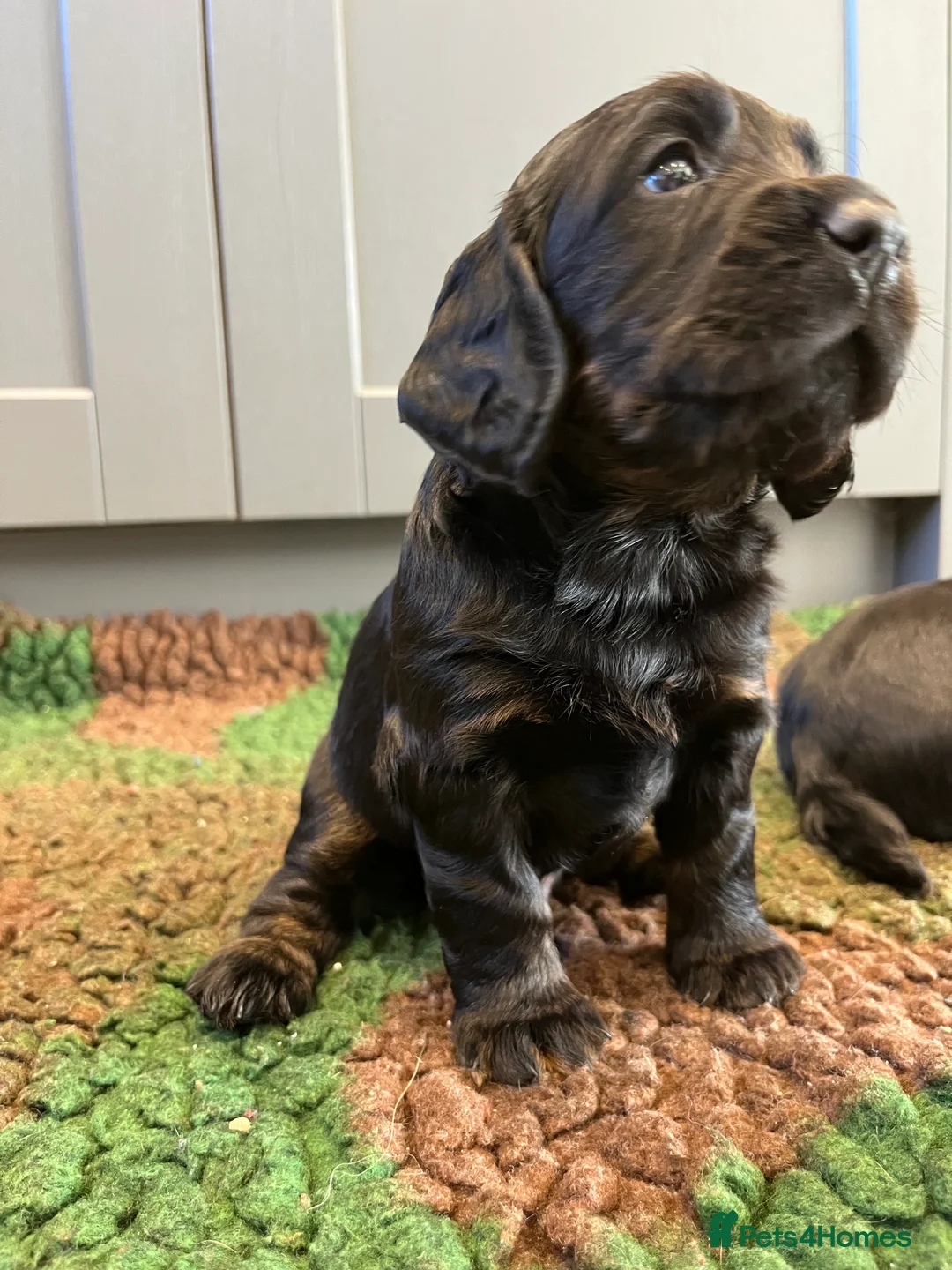 Cocker Spaniel dogs for sale: KC working cocker spaniel puppies  - Advert 7
