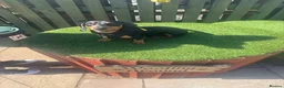 Miniature Dachshund dogs for stud: Black and Tan miniature dachshund for stud - Advert 6