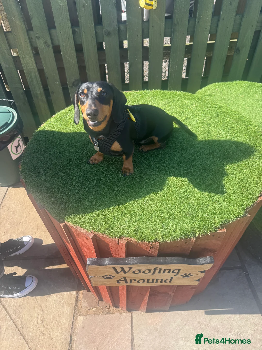 Miniature Dachshund dogs for stud: Black and Tan miniature dachshund for stud - Advert 6