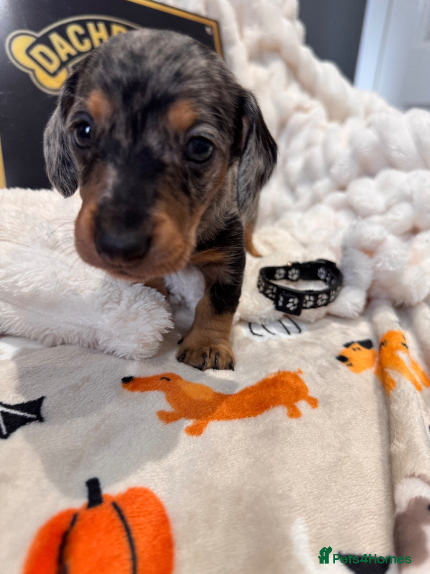 Dachshund dogs Stuning Kc registered dachshund puppies - Advert 2