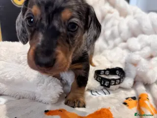 Dachshund dogs Stuning Kc registered dachshund puppies - Advert 2