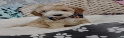 Cockapoo dogs for sale: 🐾🌹🐶 six beautiful fun loving fur baby's ❤️ 🩵🐾 in Barnsley - Advert 13