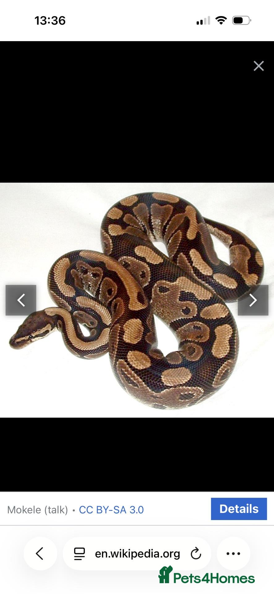 Python Snake reptiles for sale: Two female pythons - Advert 3