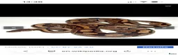 Python Snake reptiles for sale: Two female pythons in Dunfermline - Advert 1