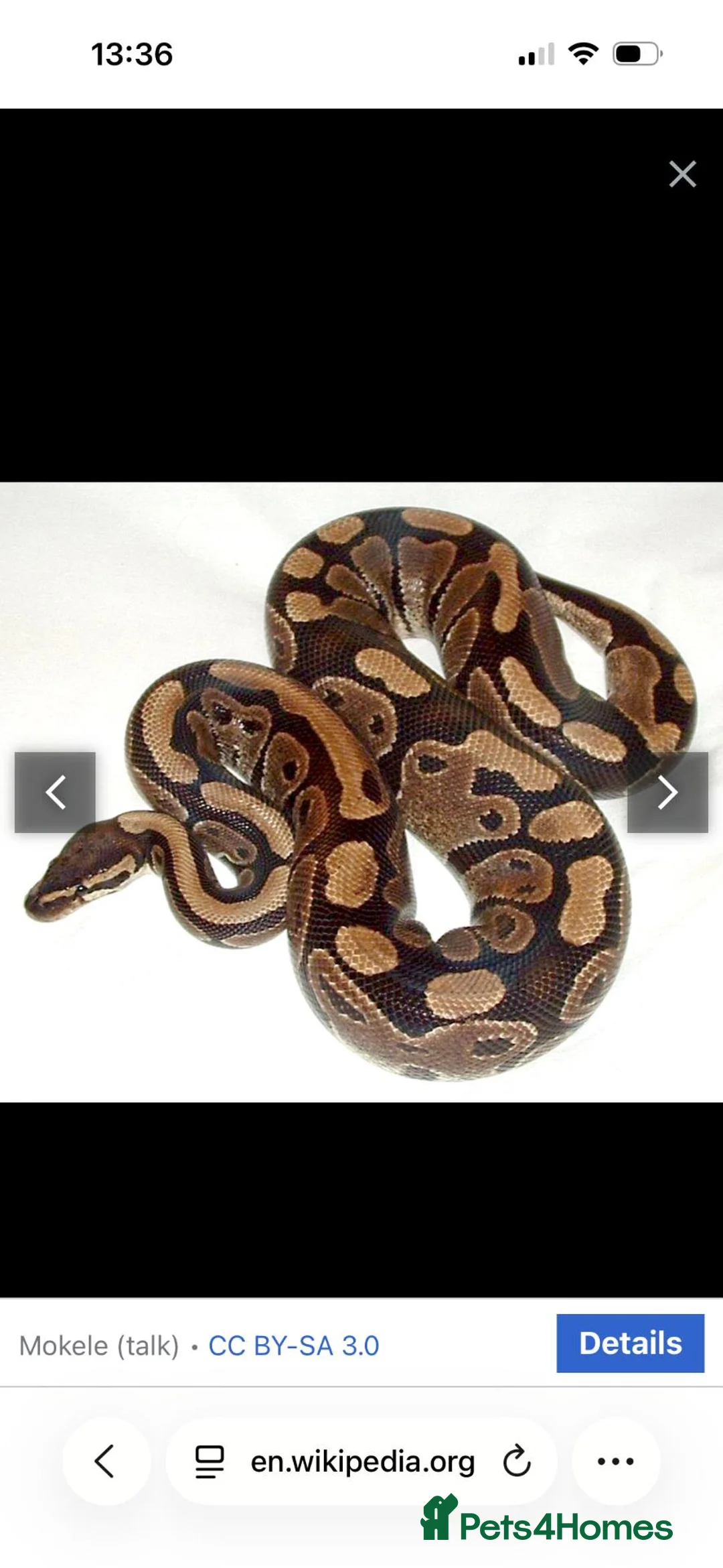 Python Snake reptiles for sale: Two female pythons in Dunfermline - Advert 1