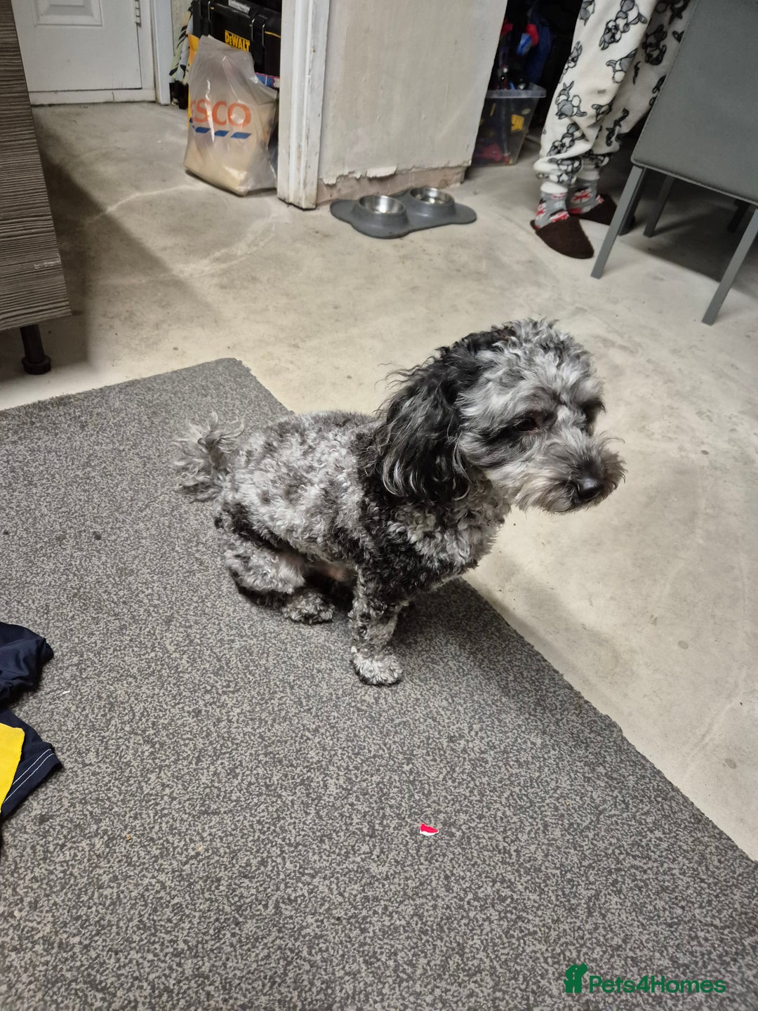 Maltipoo dogs for sale: Maltipoo Blue Male - Advert 7