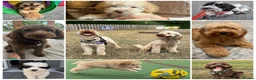 Cockapoo dogs for sale: Parti Roan F1 Cockapoos. Choc & Black. DNA Tested  - Advert 24