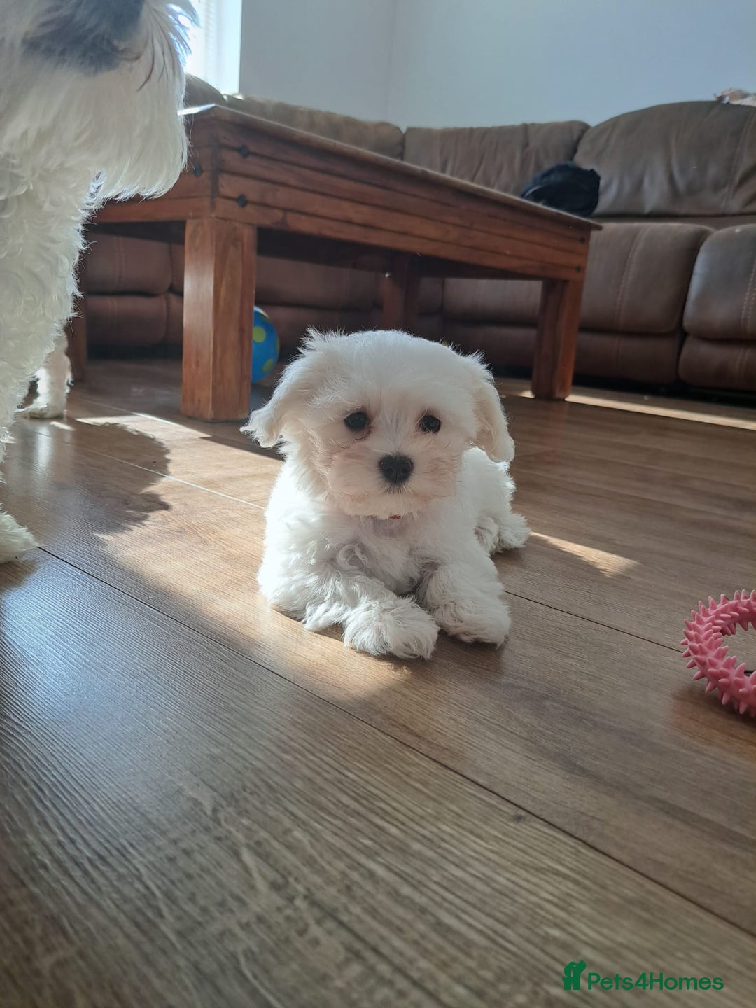 Maltese dogs for sale: Adorable Maltese Puppies For Sale❤️ - Image 5