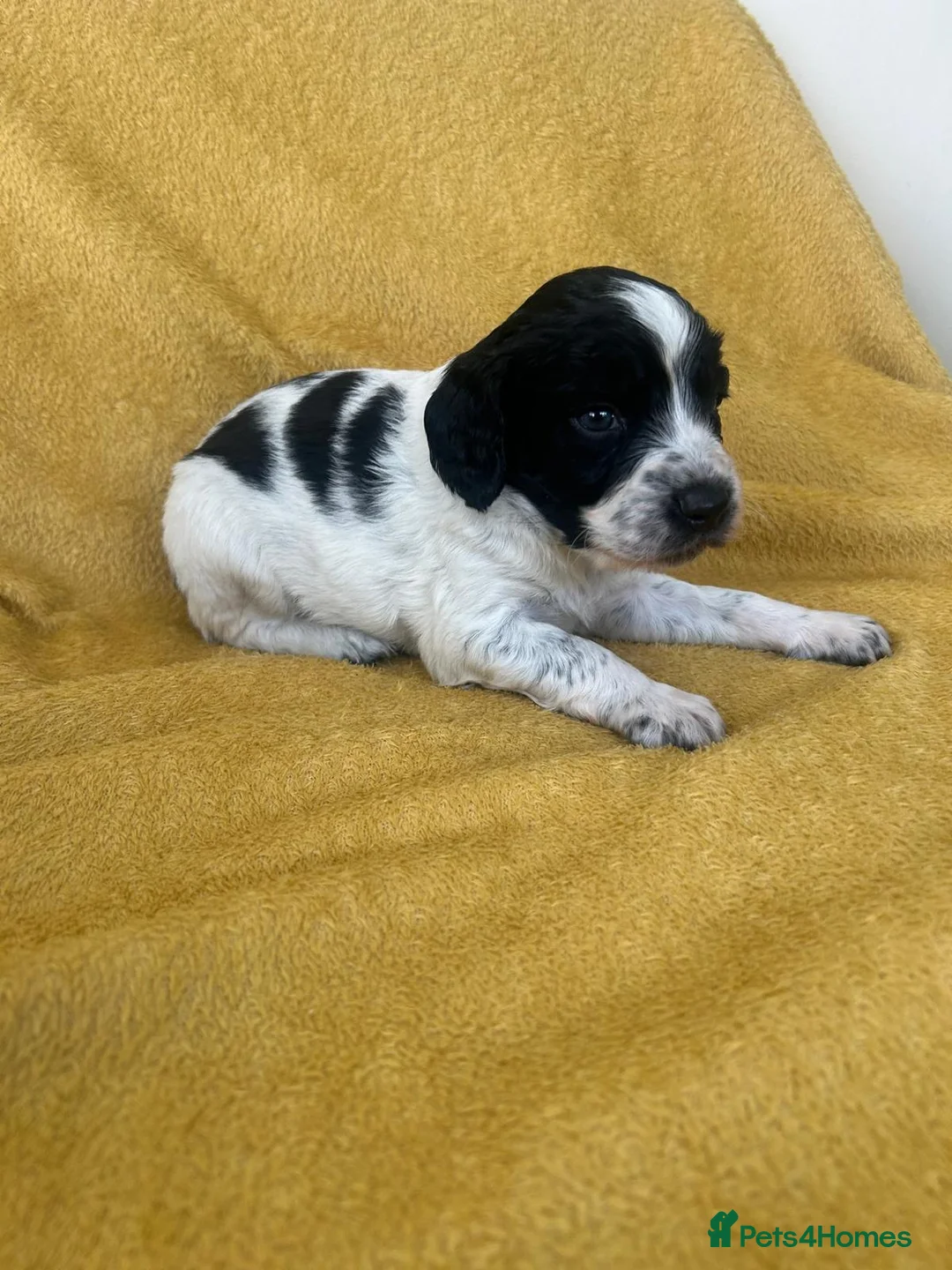 Mixed Breed dogs for sale: Beautiful litter of home reared puppies  in Blackpool - Advert 10