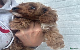 Cavapoo dogs for sale: Health tested cavapoo puppy’s  - Image 26