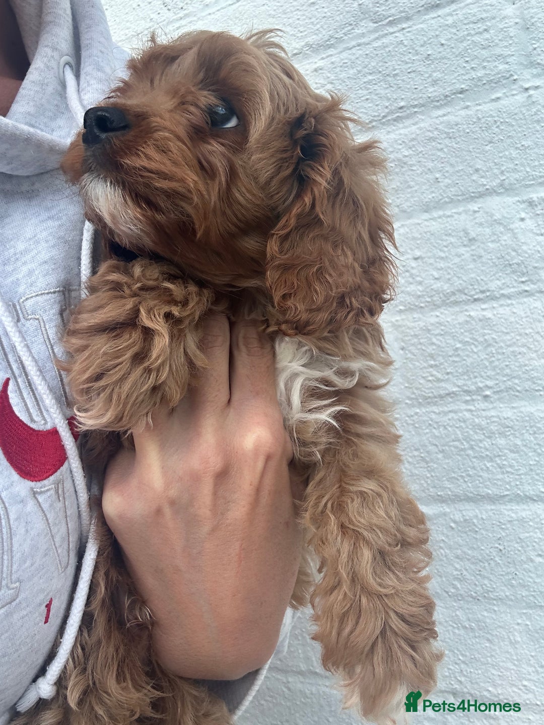 Cavapoo dogs for sale: Health tested cavapoo puppy’s  - Image 26