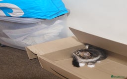 Persian cats for sale: Persian kittens: 2 girls and 1 boy (£230 each) - Image 18
