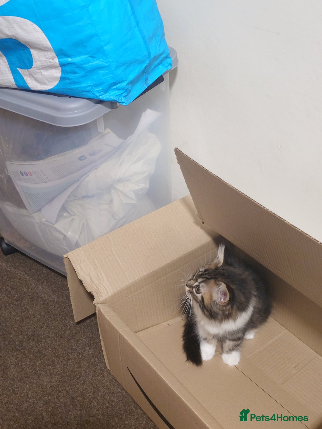 Persian cats for sale: Persian kittens: 2 girls and 1 boy (£230 each) - Image 18