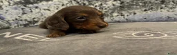 Miniature Dachshund dogs for sale: 3 Long hair mini dachshund puppies - Advert 20